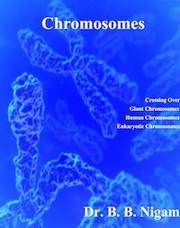Biology - Chromosomes